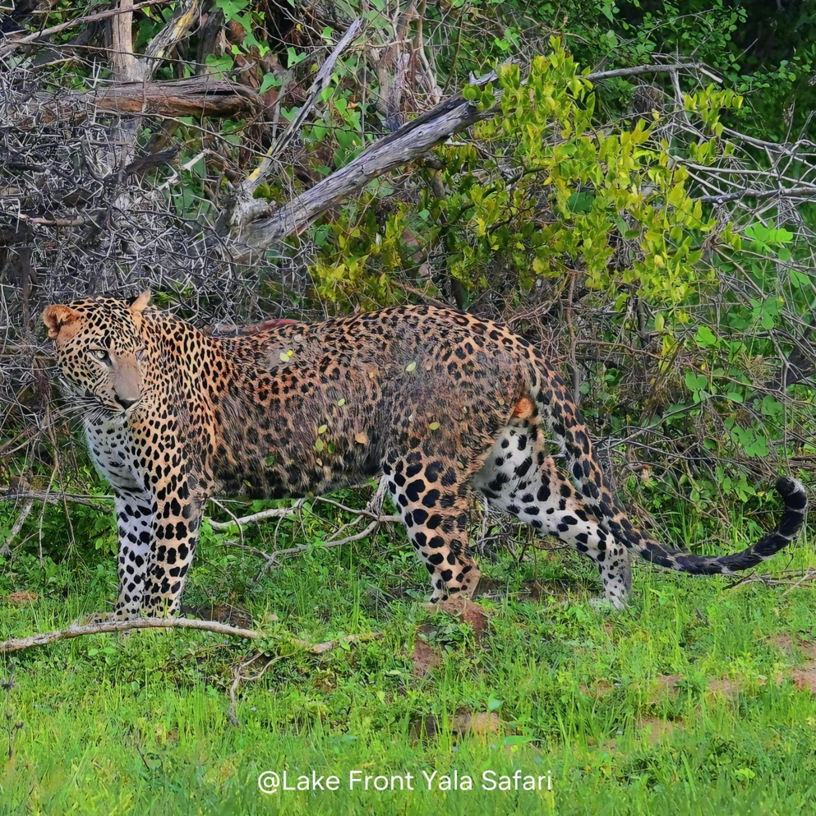 Lake Front Yala Safari 卡特勒格默 外观 照片